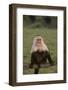 White-Faced Capuchin Baring Teeth-DLILLC-Framed Photographic Print