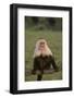 White-Faced Capuchin Baring Teeth-DLILLC-Framed Photographic Print