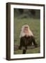 White-Faced Capuchin Baring Teeth-DLILLC-Framed Photographic Print