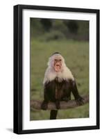 White-Faced Capuchin Baring Teeth-DLILLC-Framed Photographic Print