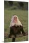 White-Faced Capuchin Baring Teeth-DLILLC-Mounted Photographic Print