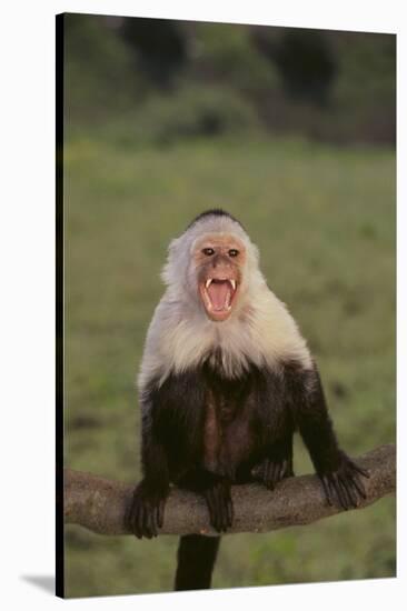 White-Faced Capuchin Baring Teeth-DLILLC-Stretched Canvas