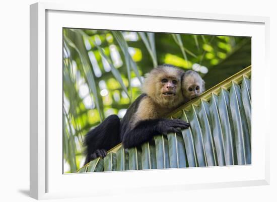 White-Faced Capuchin (Cebus Capucinus Imitator) Mother and Baby. Osa Peninsula, Costa Rica-Suzi Eszterhas-Framed Photographic Print