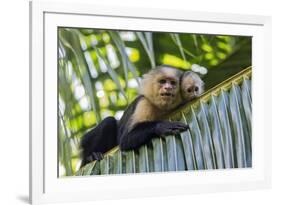 White-Faced Capuchin (Cebus Capucinus Imitator) Mother and Baby. Osa Peninsula, Costa Rica-Suzi Eszterhas-Framed Photographic Print