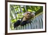 White-Faced Capuchin (Cebus Capucinus Imitator) Mother and Baby. Osa Peninsula, Costa Rica-Suzi Eszterhas-Framed Photographic Print