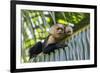 White-Faced Capuchin (Cebus Capucinus Imitator) Mother and Baby. Osa Peninsula, Costa Rica-Suzi Eszterhas-Framed Photographic Print