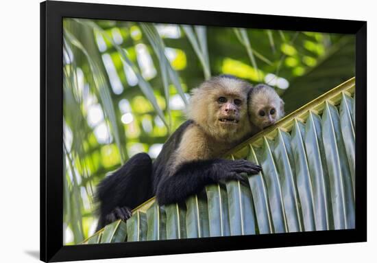 White-Faced Capuchin (Cebus Capucinus Imitator) Mother and Baby. Osa Peninsula, Costa Rica-Suzi Eszterhas-Framed Photographic Print