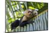 White-Faced Capuchin (Cebus Capucinus Imitator) Mother and Baby. Osa Peninsula, Costa Rica-Suzi Eszterhas-Mounted Photographic Print