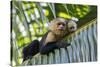 White-Faced Capuchin (Cebus Capucinus Imitator) Mother and Baby. Osa Peninsula, Costa Rica-Suzi Eszterhas-Stretched Canvas