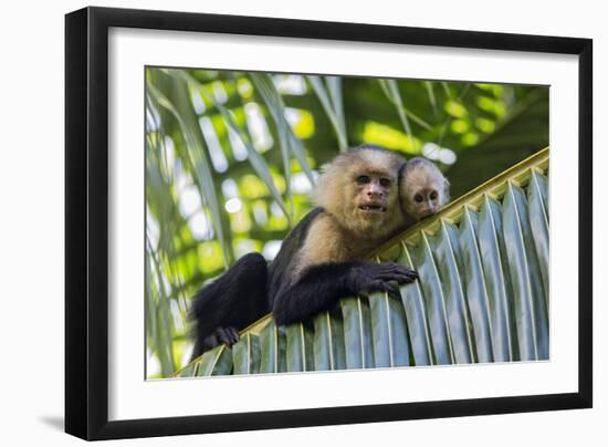 White-Faced Capuchin (Cebus Capucinus Imitator) Mother and Baby. Osa Peninsula, Costa Rica-Suzi Eszterhas-Framed Photographic Print