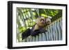 White-Faced Capuchin (Cebus Capucinus Imitator) Mother and Baby. Osa Peninsula, Costa Rica-Suzi Eszterhas-Framed Photographic Print