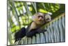 White-Faced Capuchin (Cebus Capucinus Imitator) Mother and Baby. Osa Peninsula, Costa Rica-Suzi Eszterhas-Mounted Photographic Print