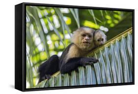 White-Faced Capuchin (Cebus Capucinus Imitator) Mother and Baby. Osa Peninsula, Costa Rica-Suzi Eszterhas-Framed Stretched Canvas