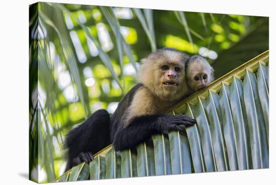 White-Faced Capuchin (Cebus Capucinus Imitator) Mother and Baby. Osa Peninsula, Costa Rica-Suzi Eszterhas-Stretched Canvas