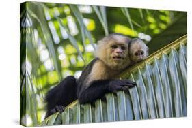 White-Faced Capuchin (Cebus Capucinus Imitator) Mother and Baby. Osa Peninsula, Costa Rica-Suzi Eszterhas-Stretched Canvas