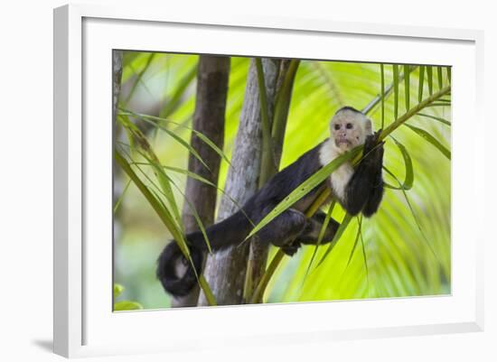 White-Faced Capuchin (Cebus Capucinus Imitator) Resting in Palm Tree. Osa Peninsula, Costa Rica-Suzi Eszterhas-Framed Photographic Print