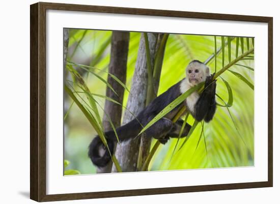 White-Faced Capuchin (Cebus Capucinus Imitator) Resting in Palm Tree. Osa Peninsula, Costa Rica-Suzi Eszterhas-Framed Photographic Print