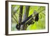 White-Faced Capuchin (Cebus Capucinus Imitator) Resting in Palm Tree. Osa Peninsula, Costa Rica-Suzi Eszterhas-Framed Photographic Print