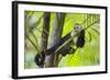 White-Faced Capuchin (Cebus Capucinus Imitator) Resting in Palm Tree. Osa Peninsula, Costa Rica-Suzi Eszterhas-Framed Photographic Print