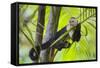 White-Faced Capuchin (Cebus Capucinus Imitator) Resting in Palm Tree. Osa Peninsula, Costa Rica-Suzi Eszterhas-Framed Stretched Canvas