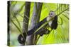 White-Faced Capuchin (Cebus Capucinus Imitator) Resting in Palm Tree. Osa Peninsula, Costa Rica-Suzi Eszterhas-Stretched Canvas