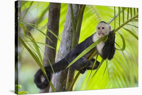 White-Faced Capuchin (Cebus Capucinus Imitator) Resting in Palm Tree. Osa Peninsula, Costa Rica-Suzi Eszterhas-Stretched Canvas