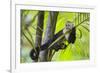 White-Faced Capuchin (Cebus Capucinus Imitator) Resting in Palm Tree. Osa Peninsula, Costa Rica-Suzi Eszterhas-Framed Photographic Print