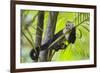 White-Faced Capuchin (Cebus Capucinus Imitator) Resting in Palm Tree. Osa Peninsula, Costa Rica-Suzi Eszterhas-Framed Photographic Print