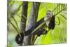 White-Faced Capuchin (Cebus Capucinus Imitator) Resting in Palm Tree. Osa Peninsula, Costa Rica-Suzi Eszterhas-Mounted Photographic Print