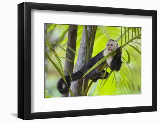 White-Faced Capuchin (Cebus Capucinus Imitator) Resting in Palm Tree. Osa Peninsula, Costa Rica-Suzi Eszterhas-Framed Photographic Print