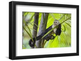 White-Faced Capuchin (Cebus Capucinus Imitator) Resting in Palm Tree. Osa Peninsula, Costa Rica-Suzi Eszterhas-Framed Photographic Print