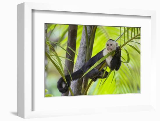 White-Faced Capuchin (Cebus Capucinus Imitator) Resting in Palm Tree. Osa Peninsula, Costa Rica-Suzi Eszterhas-Framed Photographic Print