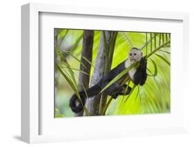 White-Faced Capuchin (Cebus Capucinus Imitator) Resting in Palm Tree. Osa Peninsula, Costa Rica-Suzi Eszterhas-Framed Photographic Print