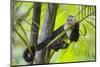 White-Faced Capuchin (Cebus Capucinus Imitator) Resting in Palm Tree. Osa Peninsula, Costa Rica-Suzi Eszterhas-Mounted Photographic Print