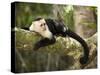 White Faced Capuchin (Cebus Capucinus), Manuel Antonio National Park, Costa Rica-Paul Souders-Stretched Canvas
