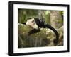 White Faced Capuchin (Cebus Capucinus), Manuel Antonio National Park, Costa Rica-Paul Souders-Framed Photographic Print