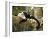 White Faced Capuchin (Cebus Capucinus), Manuel Antonio National Park, Costa Rica-Paul Souders-Framed Photographic Print