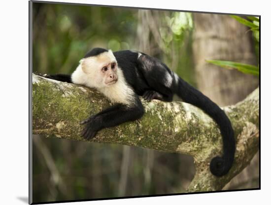 White Faced Capuchin (Cebus Capucinus), Manuel Antonio National Park, Costa Rica-Paul Souders-Mounted Photographic Print