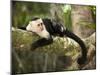 White Faced Capuchin (Cebus Capucinus), Manuel Antonio National Park, Costa Rica-Paul Souders-Mounted Photographic Print