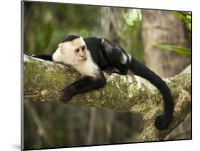 White Faced Capuchin (Cebus Capucinus), Manuel Antonio National Park, Costa Rica-Paul Souders-Mounted Photographic Print
