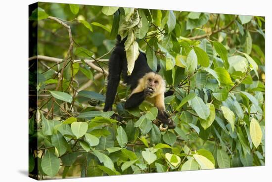 White-Faced Capuchin , Costa Rica-null-Stretched Canvas