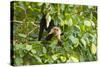 White-Faced Capuchin , Costa Rica-null-Stretched Canvas