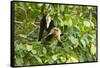 White-Faced Capuchin , Costa Rica-null-Framed Stretched Canvas