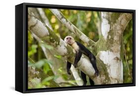 White-Faced Capuchin , Costa Rica-null-Framed Stretched Canvas