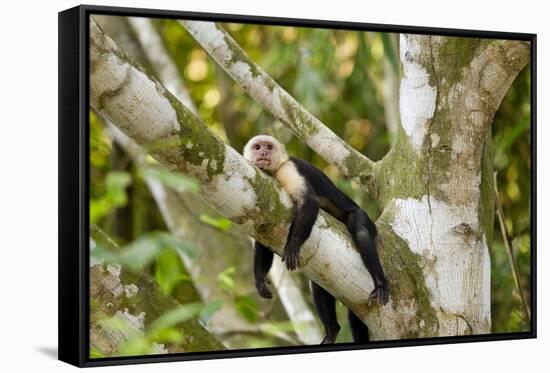 White-Faced Capuchin , Costa Rica-null-Framed Stretched Canvas