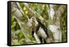 White-Faced Capuchin , Costa Rica-null-Framed Stretched Canvas