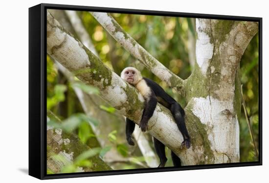 White-Faced Capuchin , Costa Rica-null-Framed Stretched Canvas