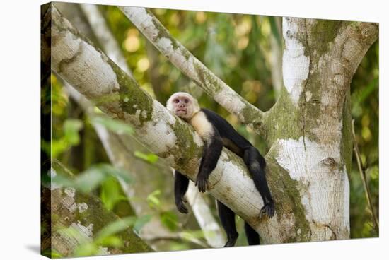 White-Faced Capuchin , Costa Rica-null-Stretched Canvas