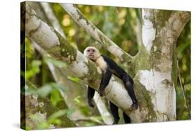 White-Faced Capuchin , Costa Rica-null-Stretched Canvas