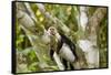 White-Faced Capuchin , Costa Rica-null-Framed Stretched Canvas